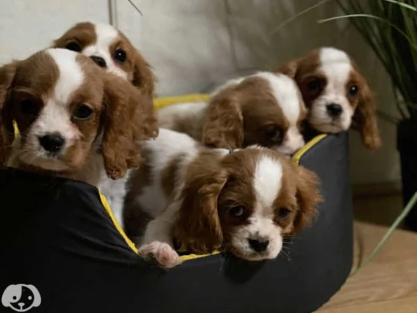 Cavalier King Charles | Foto 0