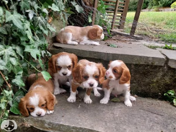 Cavalier King Charles