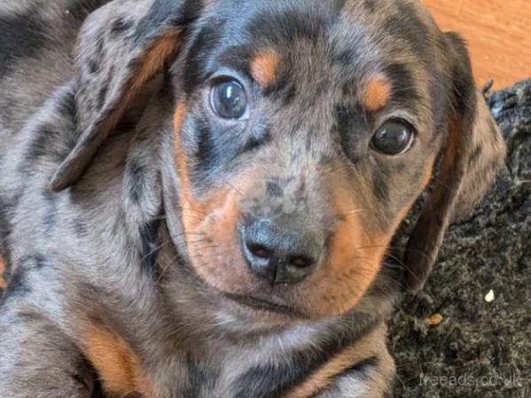 Bellissimi Cuccioli di Bassotto | Foto 3