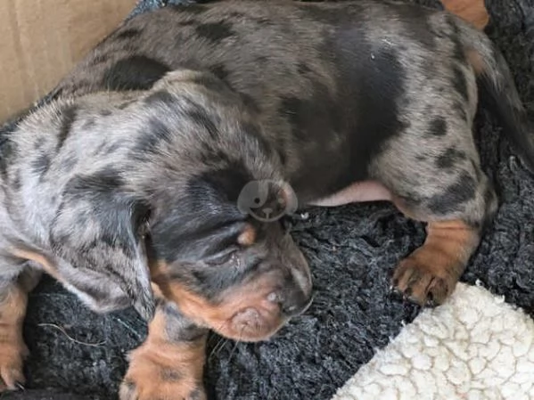 Bellissimi Cuccioli di Bassotto | Foto 3