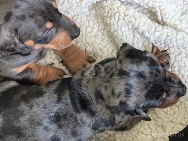 Bellissimi Cuccioli di Bassotto | Foto 2