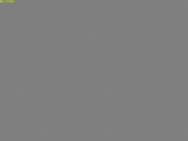 Maltese toy cuccioli | Foto 2