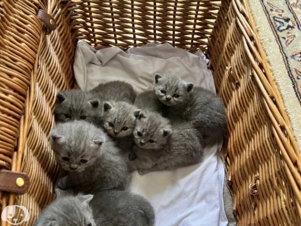 Gatti British Shorthair | Foto 6