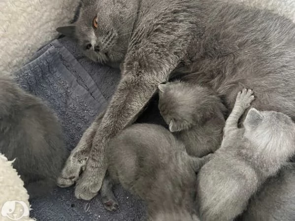 Gatti British Shorthair | Foto 5