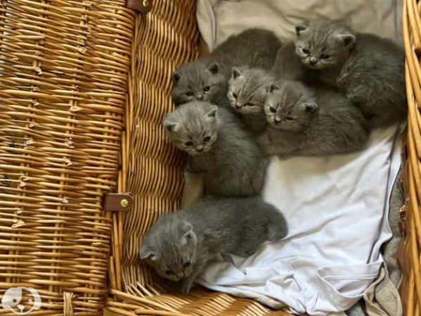 Gatti British Shorthair | Foto 2