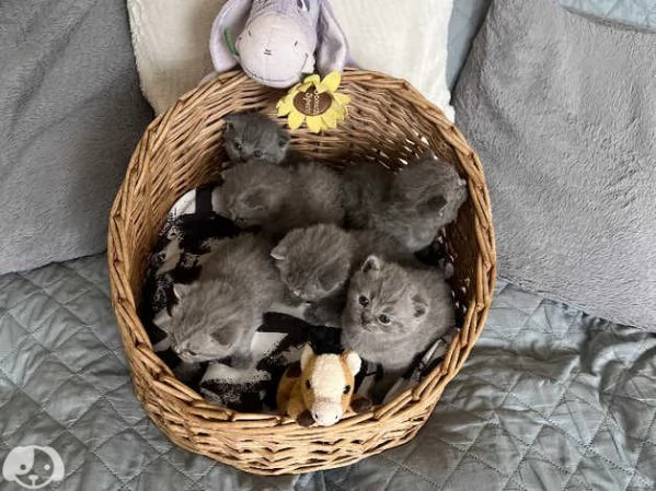 Gatti British Shorthair | Foto 0