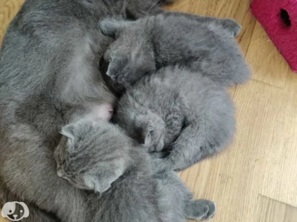 Gatti British Shorthair | Foto 0