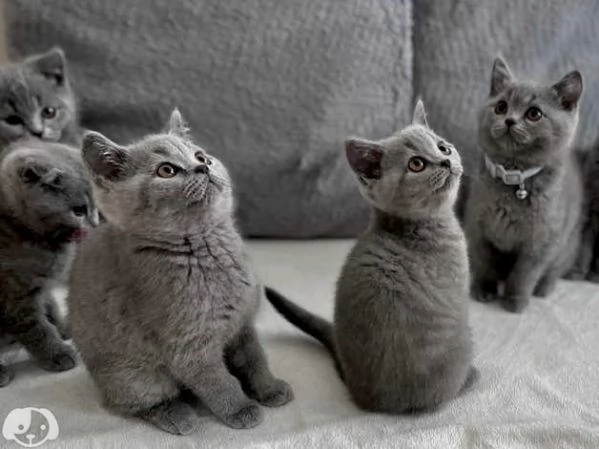 Gatti British Shorthair
