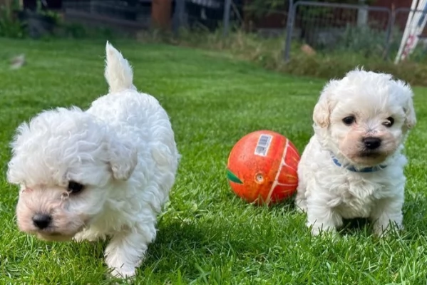 Dolcissimi Eccezionali cuccioli di bolognese