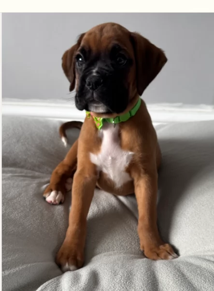 Due Cuccioli di Boxer in Adozione | Foto 1