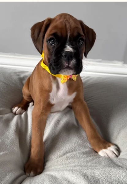 Due Cuccioli di Boxer in Adozione | Foto 0