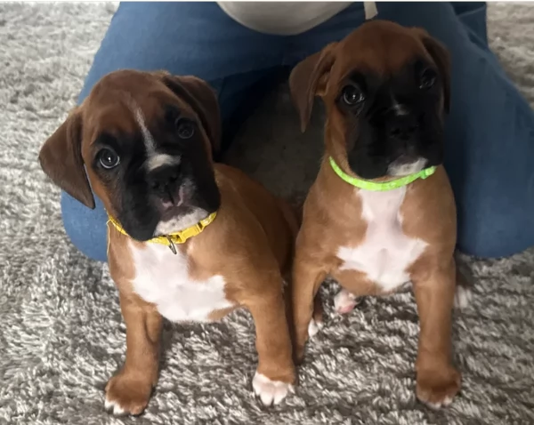 Due Cuccioli di Boxer in Adozione