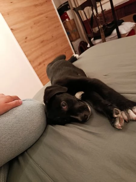 Cucciolo meticcio cerca casa e tanta dedizione!