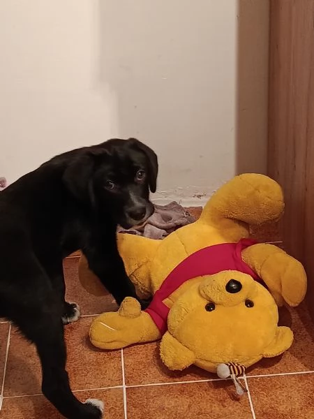 Cucciolo meticcio cerca casa e tanta dedizione! | Foto 4