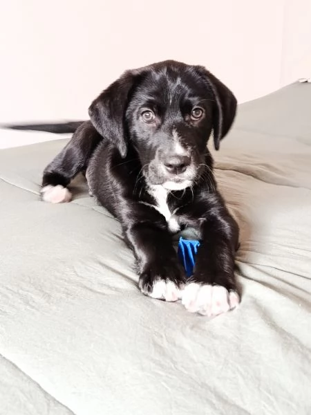 Cucciolo meticcio cerca casa e tanta dedizione! | Foto 3