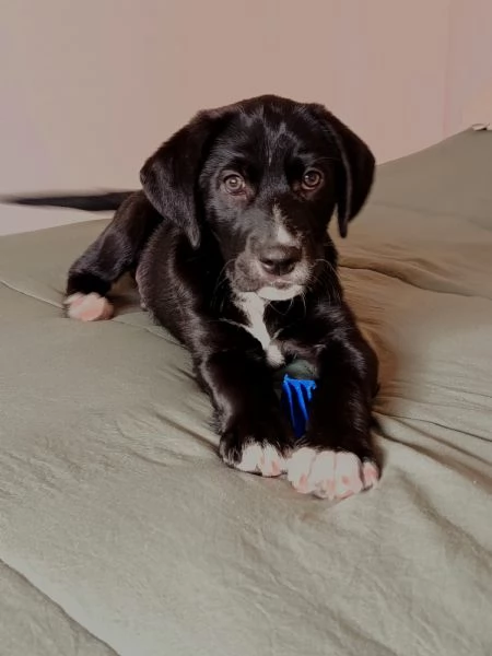 Cucciolo meticcio cerca casa e tanta dedizione! | Foto 2