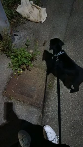 Cucciolo meticcio cerca casa e tanta dedizione! | Foto 1