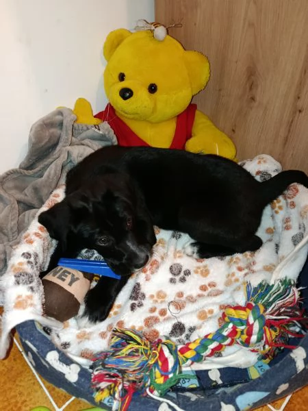 Cucciolo meticcio cerca casa e tanta dedizione! | Foto 0