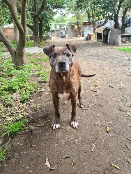 Siria, pitbull da 9 anni in canile, cerca casa