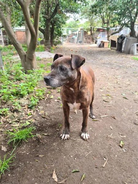 Siria, pitbull da 9 anni in canile, cerca casa | Foto 0