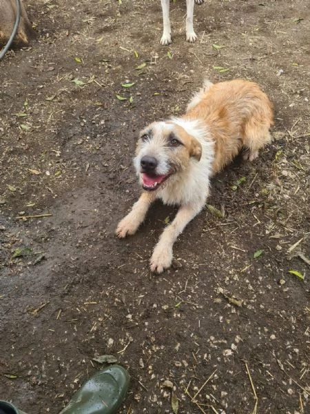 Clyde, abbandonato davanti al rifugio da cucciolo, ora ha 4 anni | Foto 1