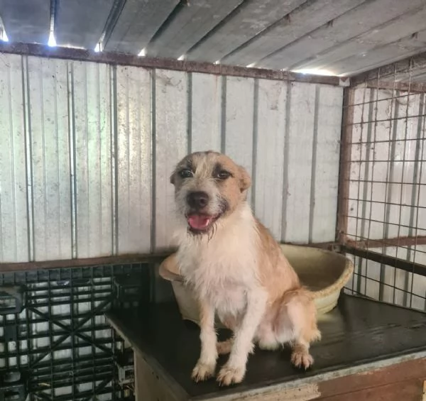 Clyde, abbandonato davanti al rifugio da cucciolo, ora ha 4 anni | Foto 0