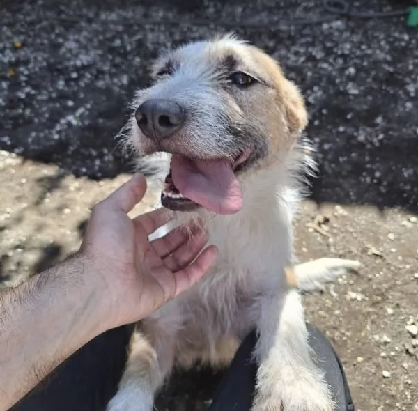 Clyde, abbandonato davanti al rifugio da cucciolo, ora ha 4 anni