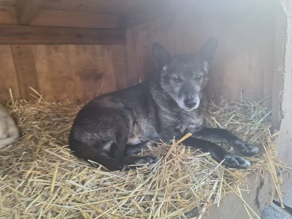 Aiutiamo Gennarino, ha trascorso la sua vita in box | Foto 2