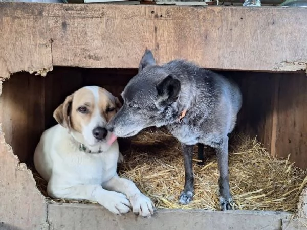 Aiutiamo Gennarino, ha trascorso la sua vita in box | Foto 1