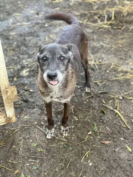 Aiutiamo Gennarino, ha trascorso la sua vita in box | Foto 0