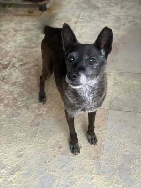 Aiutiamo Gennarino, ha trascorso la sua vita in box