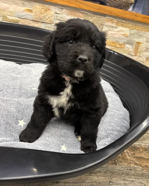 Terranova cuccioli in adozione subito