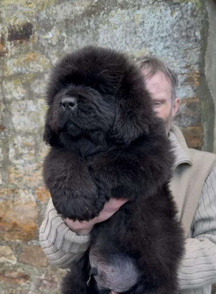 Terranova cuccioli in adozione subito | Foto 0