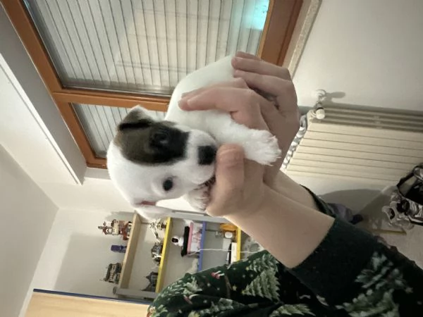 Cucciolo di jack russel
