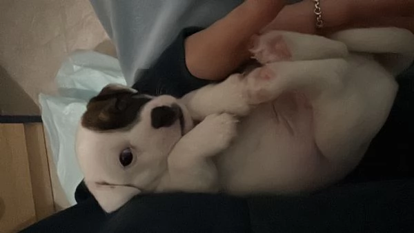 Cucciolo di jack russel | Foto 0