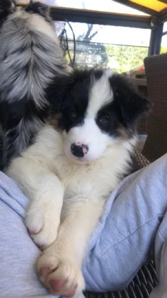 Vendo cuccioli di pastore australiano 