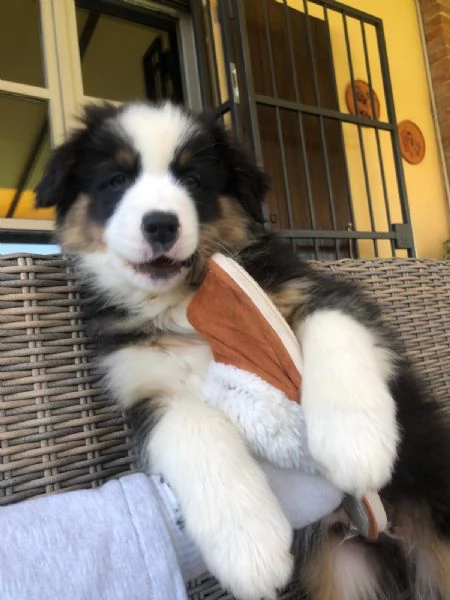 Vendo cuccioli di pastore australiano  | Foto 2