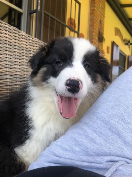 Vendo cuccioli di pastore australiano  | Foto 1