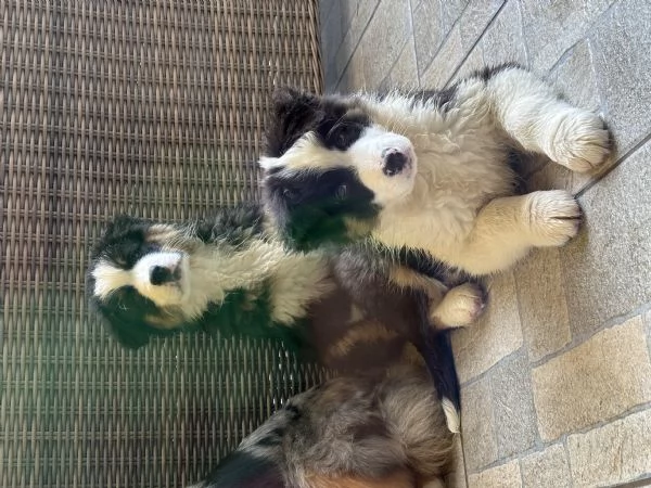 Vendo cuccioli di pastore australiano  | Foto 0