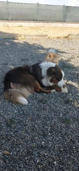 pastore australiano cerca casa