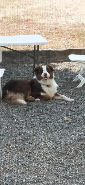 pastore australiano cerca casa | Foto 5