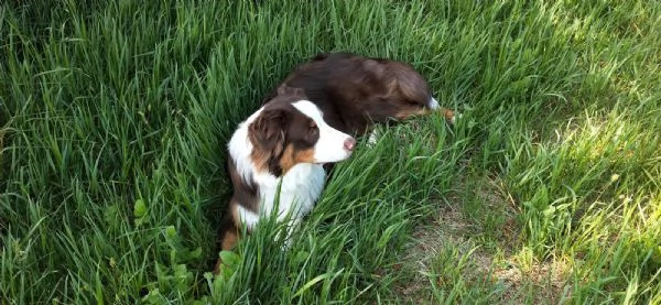 pastore australiano cerca casa | Foto 4