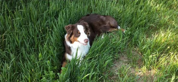 pastore australiano cerca casa | Foto 3