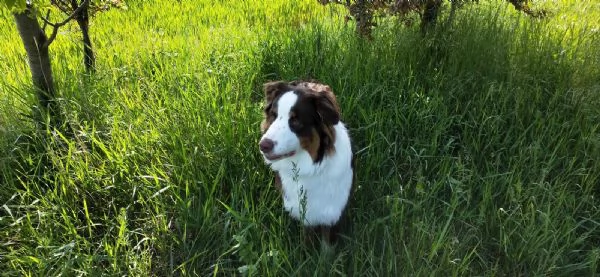 pastore australiano cerca casa | Foto 2