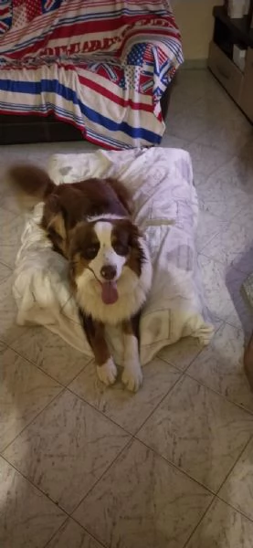 pastore australiano cerca casa | Foto 1