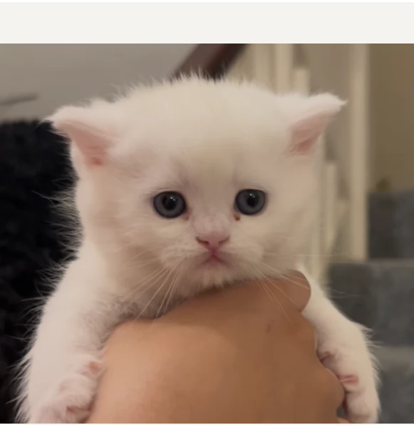 Munchkin bianci puro in adozione