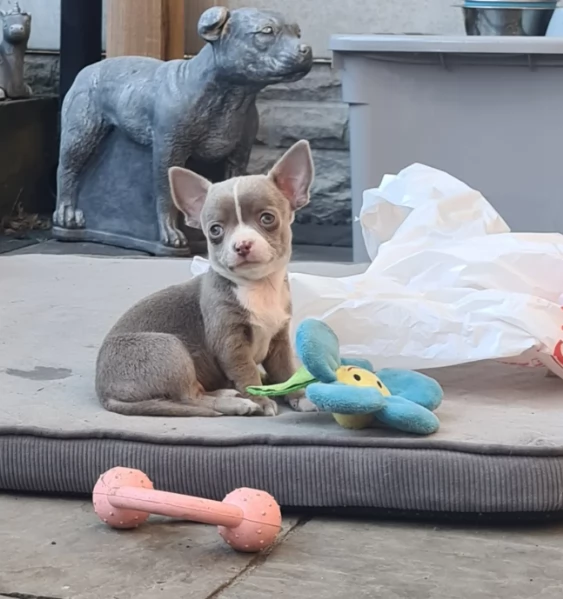 Chihuahua mini Fantastici cuccioli | Foto 0