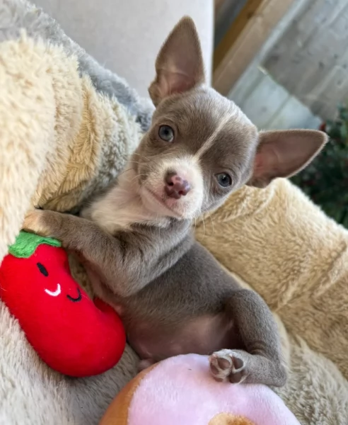 Chihuahua mini Fantastici cuccioli
