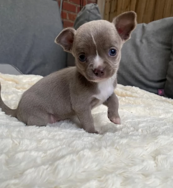 Mini Chihuahua in Adozione