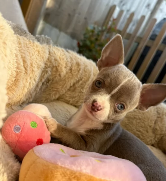 Mini Chihuahua in Adozione | Foto 0